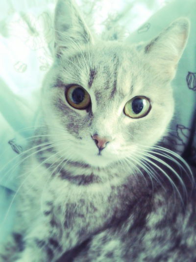 Регина Барс