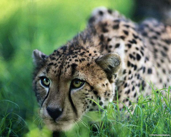 Елена Анохина