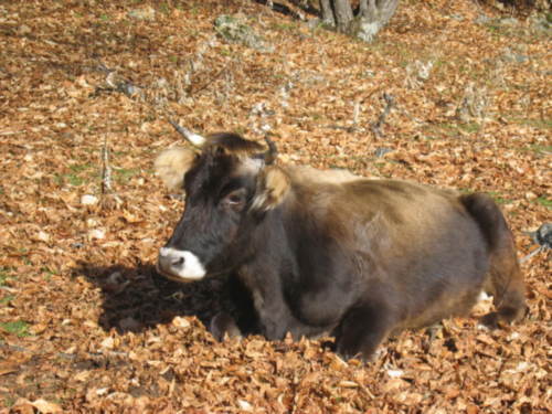 Игорь Бычков