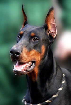 Никита Назайкинский