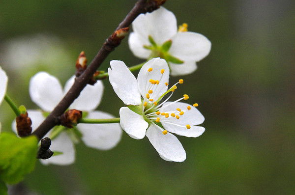 Кульпан Калдыбаева