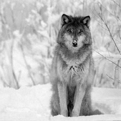 Коля Савицкий