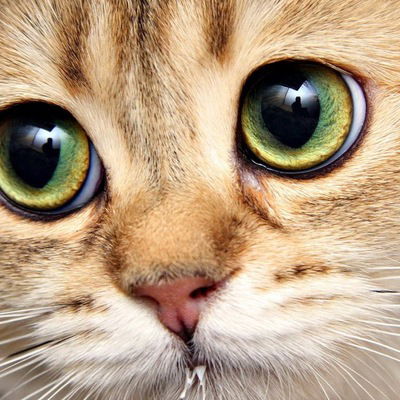 Алена Аленушка