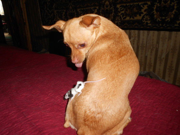 Светлана Журавлева