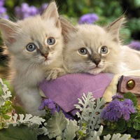 Настя Фадеева