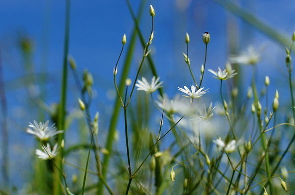 Татьяна Михеева