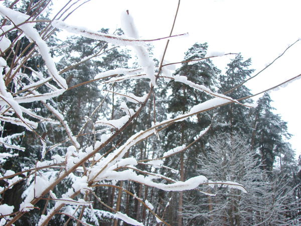 Васко Де Гамма