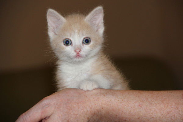 Алёна Беляева