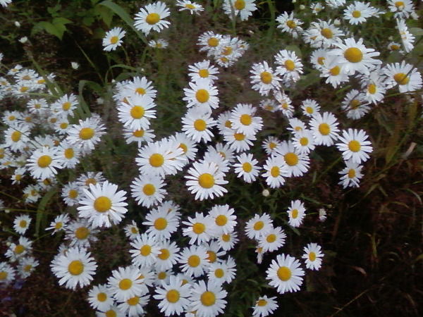 Алла Рогатина