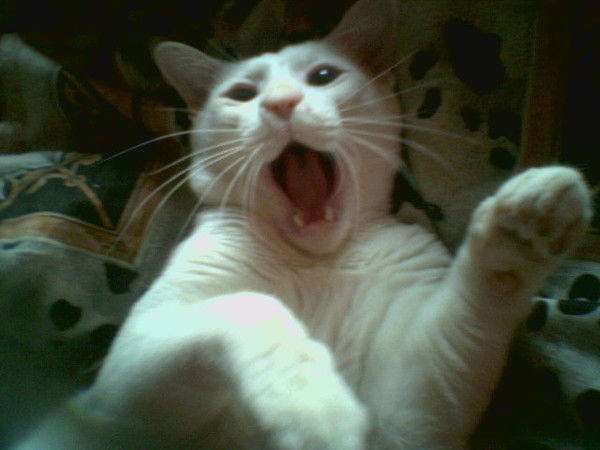 Наталья Фалалеева