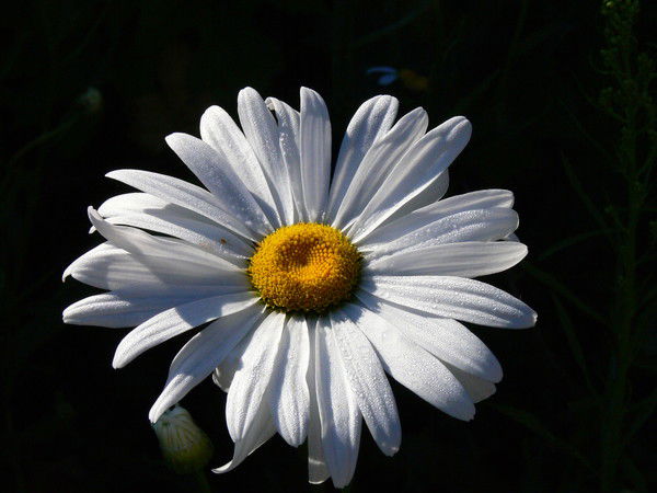 Татьяна Арманова