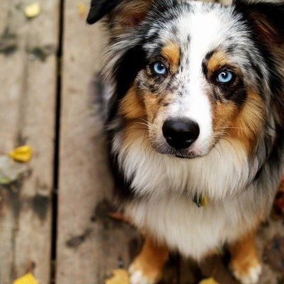 Анастасия Белоусова