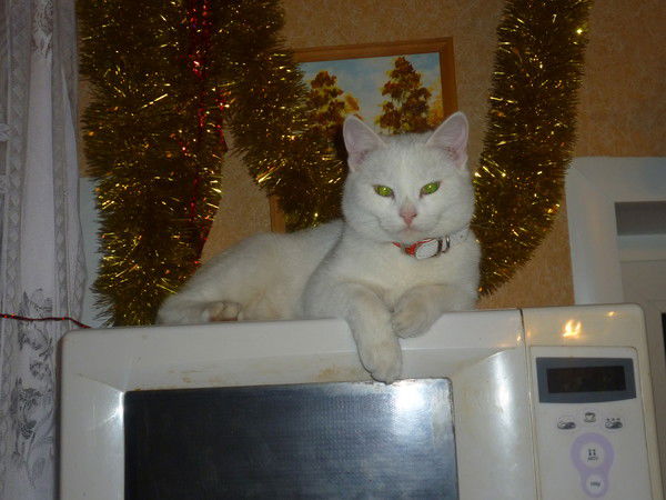 Анна Чернышова