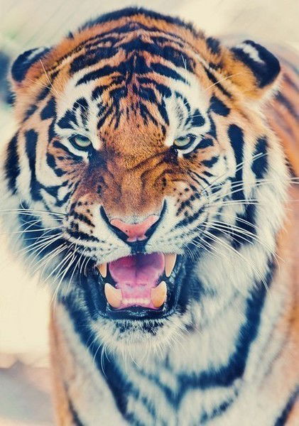 Дарья Фрайман