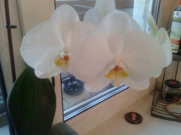 Галина Космина