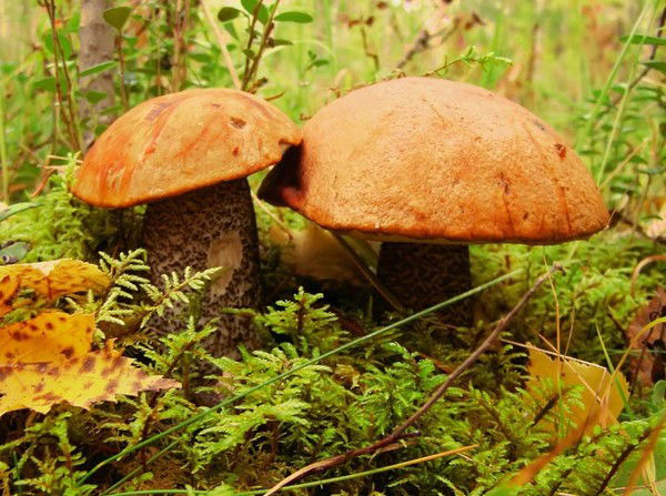 Мария Новожилова