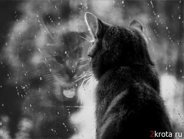 Ольга Кутякова