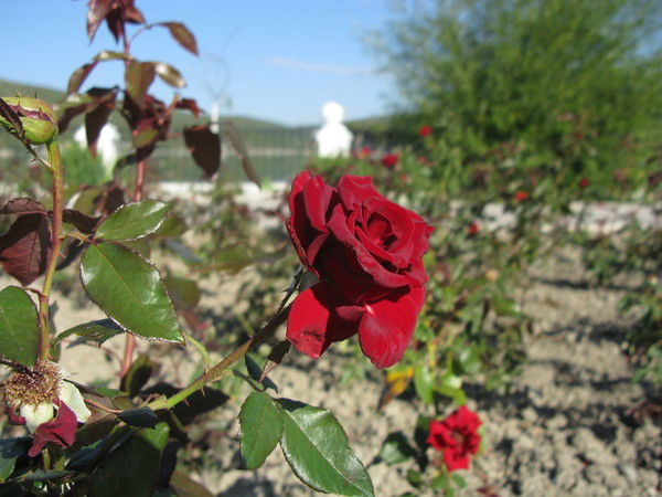 Ирина Головушкина