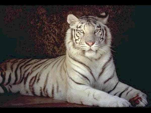 Зинаида Шумилова