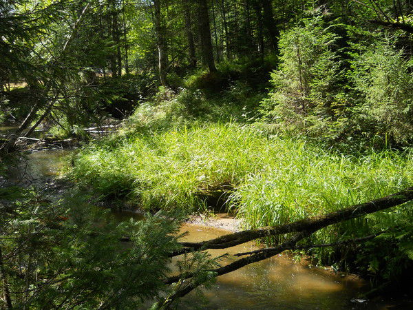 Екатерина Тоцкая