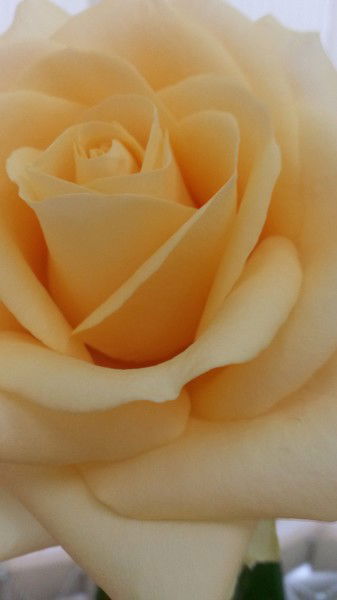 Нина Михновец