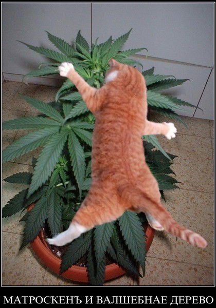 Леха Морозов