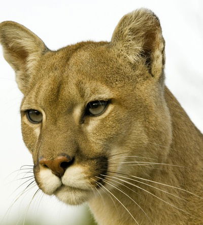 Валерия Камина