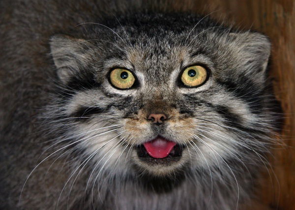 Алексей Луньков