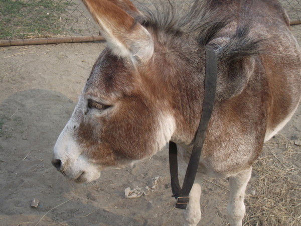 Андрей Щепов