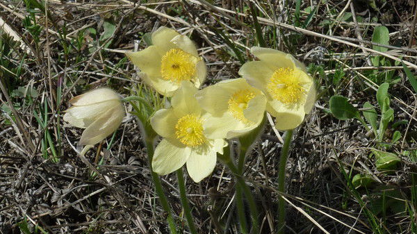 Елена Леонова