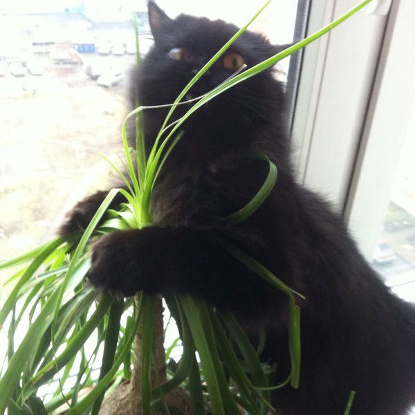 Николай Гуреев