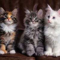 Маша Селезнёва