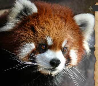 Николай Александрович