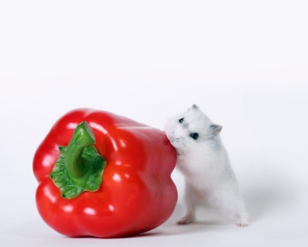 Эмилия Абманова