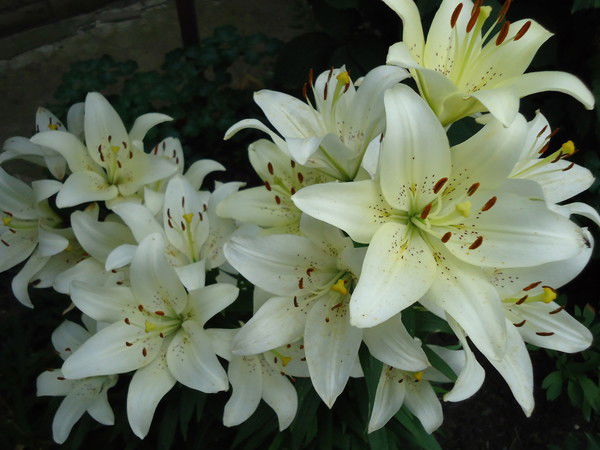 Оля Зачем Вам