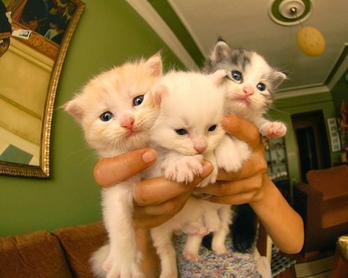 Эльдар Шарапов