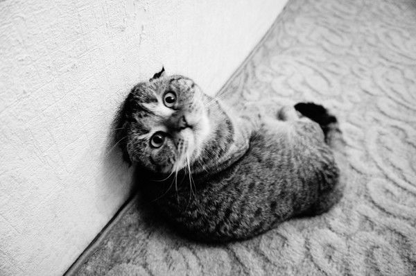 Ирина Церковникова