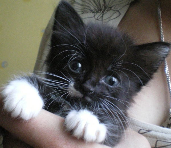 Андрей Мосейчук