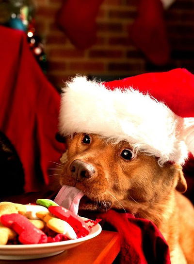 Валерия Котова