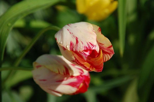 Наталья Соколова