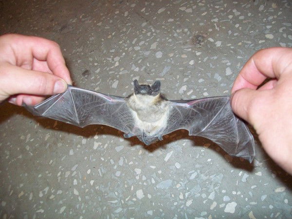 Коля Новоженов