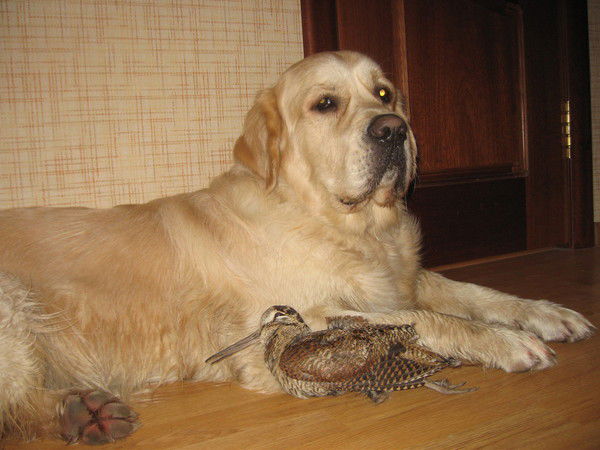 Дмитрий Артемьев