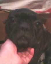 Ирина Белых