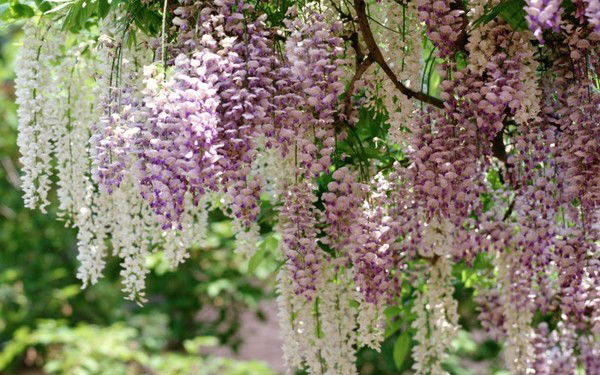 Илюза Тимирова