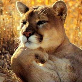 Лидер Диксис