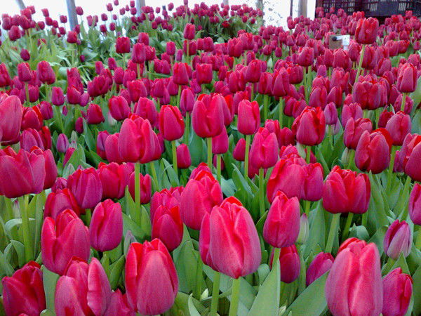 Макс Глухих