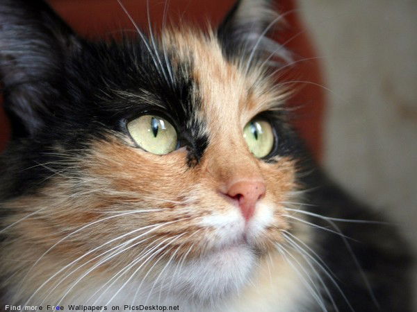 Виктория Завгородняя