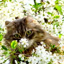 Banditka
