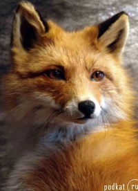 Олег Щавинский