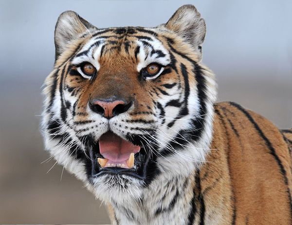 Сергей Бузуков